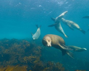 California sea lions (Zalophus californianus) off of Gull Island. Photo by Robert Schwemmer, NOAA ONMS.