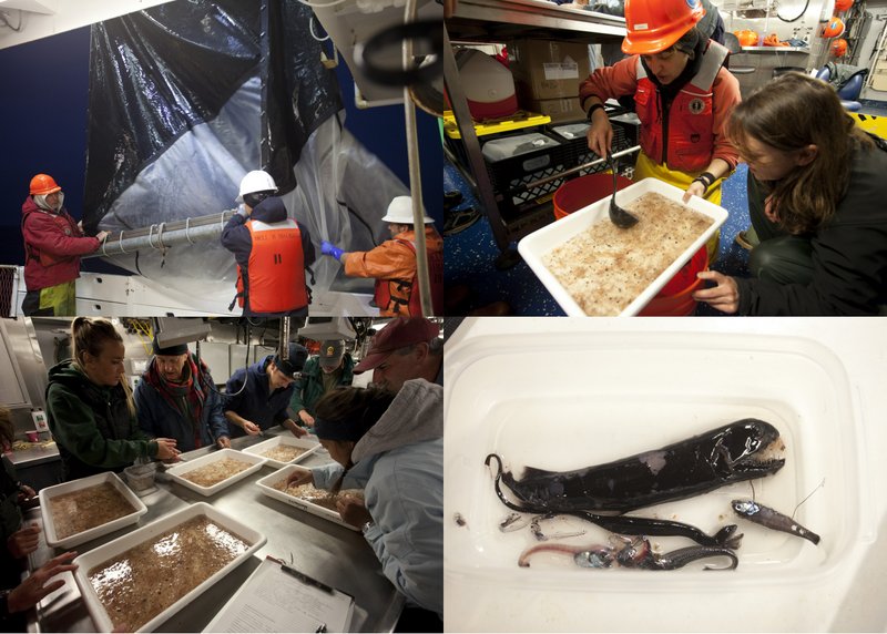 Cruise Blog: Exploring sea life over Davidson Seamount: a research cruise  in the Monterey Bay National Marine Sanctuary (July 15-24, 2018) – SIMoN