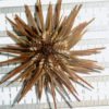 Warm-water urchins found along Cannery Row in Monterey Bay