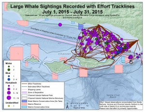 Whale sightings map for July combining sightings from SpotterPro app, WhaleAlert app, paper data sheets, and NOAA overflights along with effort tracklines.