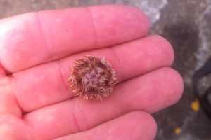 White urchin Lytechinus pictus, which is very rare north of Point Conception. Diver Colin Gaylord found two of these 3 wks apart at different sites along Cannery Row.