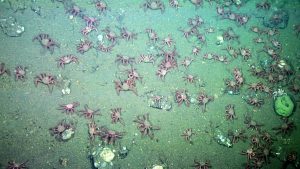 A large aggregation of crabs from the genus Paralomus at Sur Ridge. Depth is approximately 1,100 meters. Photo credit: MBARI