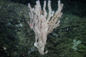 This bamboo coral (Keratoisis sp) was one of two collected from 1,000 meters for ageing and other analyses. (Photo: MBARI)