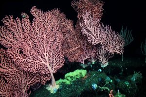 A beautiful stand of several bubblegum corals (Paragorgia arborea) from the western slope of Sur Ridge. The largest individual is more than 1 meter across and 1.5 meters tall. (Photo: MBARI)