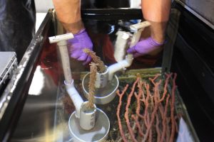 Dr. Jim Barry of MBARI secures a branch of deep sea coral in a cement mixture; never exposing the coral to air. (Photo: Chad King/MBNMS)