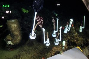 The manipulator arm of the ROV "Doc Ricketts" carefully places transplanted corals back to the same are of the seafloor from where they came. (Photo: MBARI)