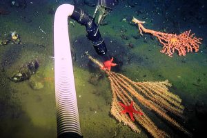 Pilots deftly use the ROV's manipulator arm to grasp a suction hose to retrieve, then gently place a seastar upon the polyps of a bamboo coral. (Photo: MBARI)