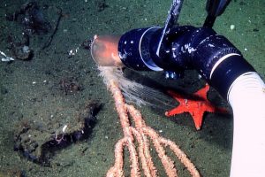 As ROV pilots place a second seastar on the defensive tentacles of this bamboo coral, the seastar that was placed first not 10 minutes prior can be seen moving away from the tentacles. (Photo: Chad King)