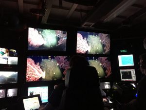 Live video of bubble gum corals illuminate the ROV control room aboard the Western Flyer. (Photo by Chad King/NOAA/MBNMS)