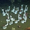 Coral transplants at 840 meters deep on Sur Ridge
