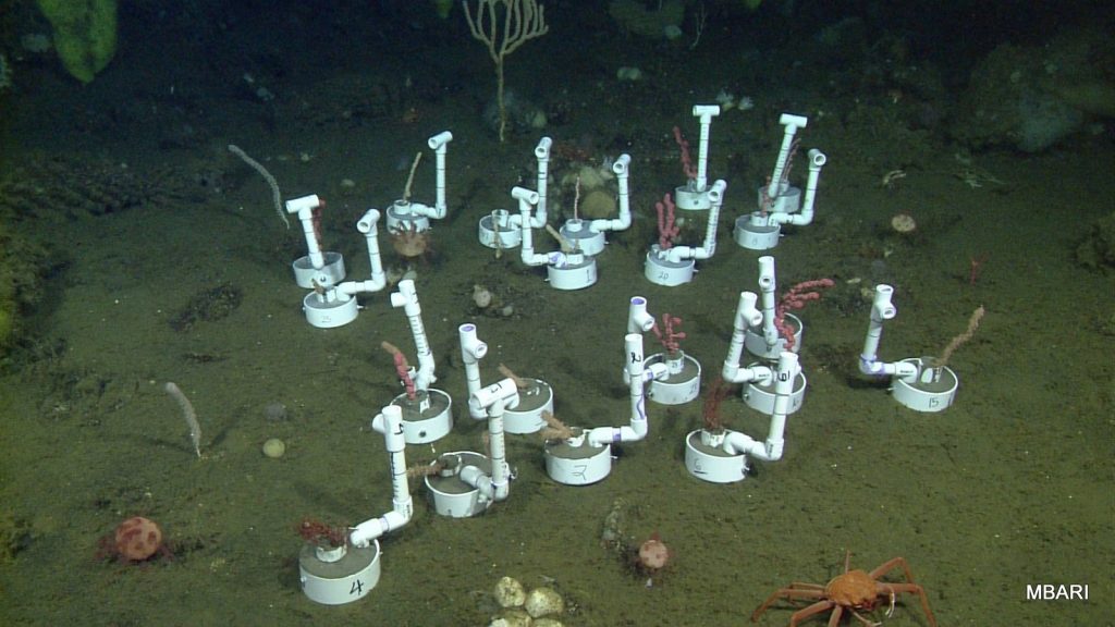 Coral transplants at 840 meters deep on Sur Ridge