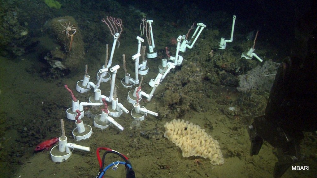 Coral transplantation experiment.