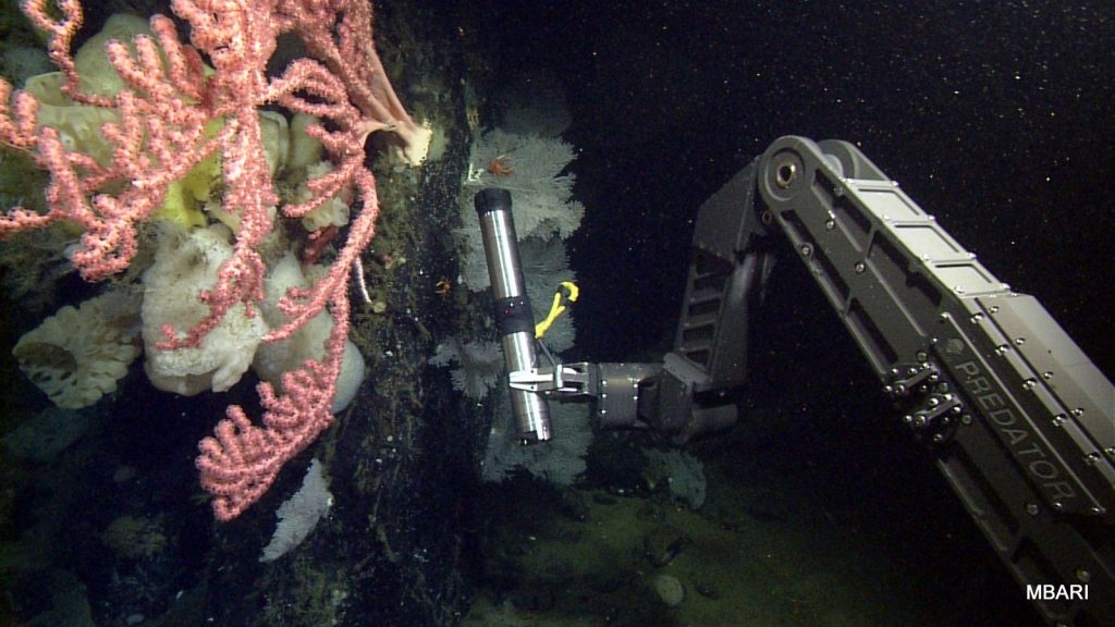 The manipulator arm of the ROV "Doc Ricketts" holds an ADCP to measure currents near a bubblegum coral.