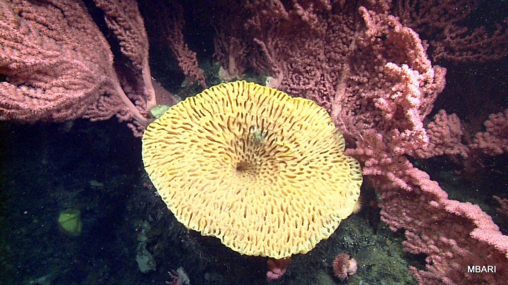 A large goiter sponge flanked by Bubblegum coral (Paragorgia arborea) at Sur Ridge today.