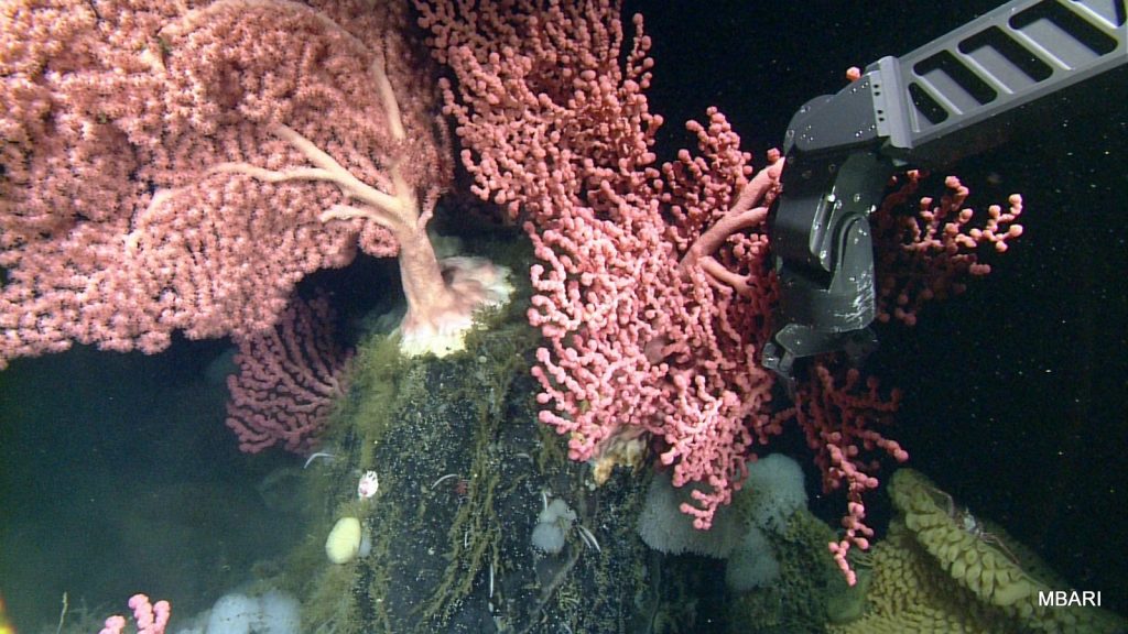 The manipulator arm of the ROV "Doc Ricketts" taking a sample of bubblegum coral for transplantation experiments.