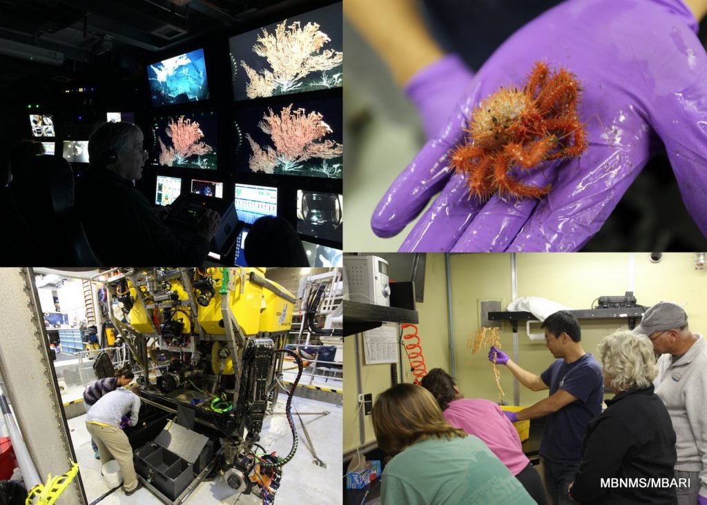 upper left: Dr. Jim Barry (MBARI) controls the main HD camera from the science chair; lower left: science crew retrieve biological samples from the biobox on the ROV Doc Ricketts shortly after today's dive; upper right: science crew member holding the crab Neolithoides diomedae; lower right: science crew processes samples as Dr. Charlie Boch inspects a bamboo coral that we would observe bioluminesce later.