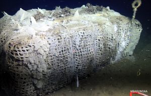 The corn bale, or "stover" that sits at a depth of two miles under the ocean offshore of Monterey Bay. It is covered by white microbial mats and white galitheid crabs.