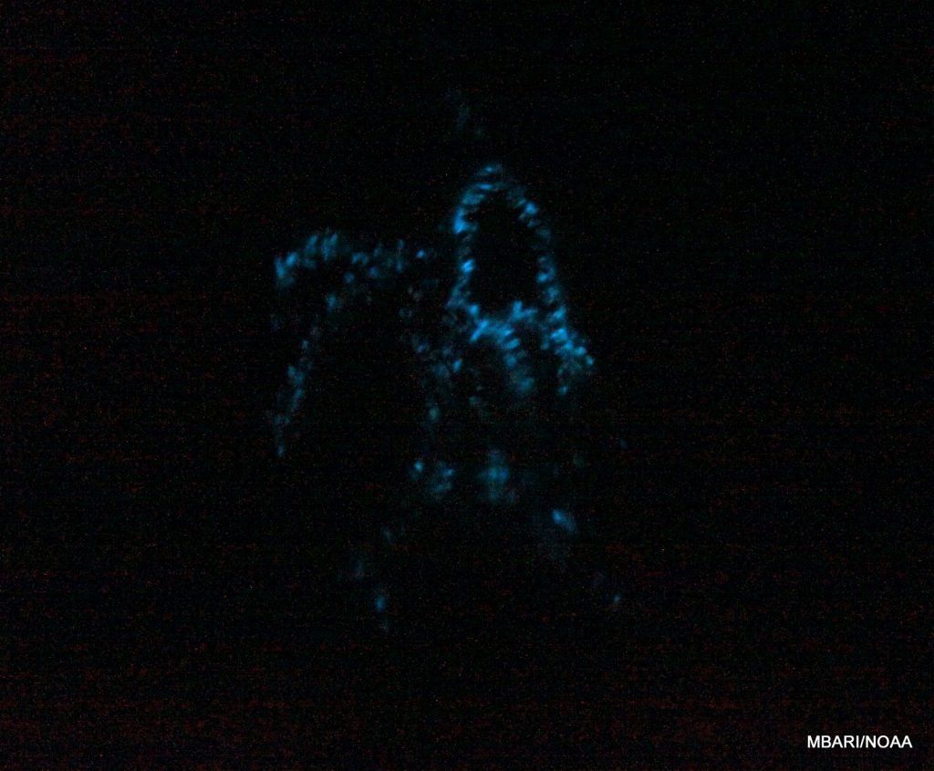 Although not the best picture (no tripod, no long exposure), we were still able to capture an image of Isadella bioluminescing in a bucket of cold seawater.