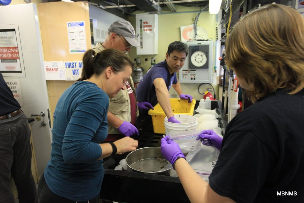 Science crew sorting, identifying, and preserving collected specimens from Sur Ridge