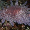 Loss of sunflower stars more widespread than previously thought