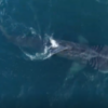 Basking sharks tagged in CINMS