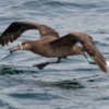 17-yr-old Black-footed Albatross tagged in French Frigate Shoals observed in Monterey Bay