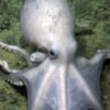 Alvin Submarine Discovers More Octopuses at "Octopus Garden"