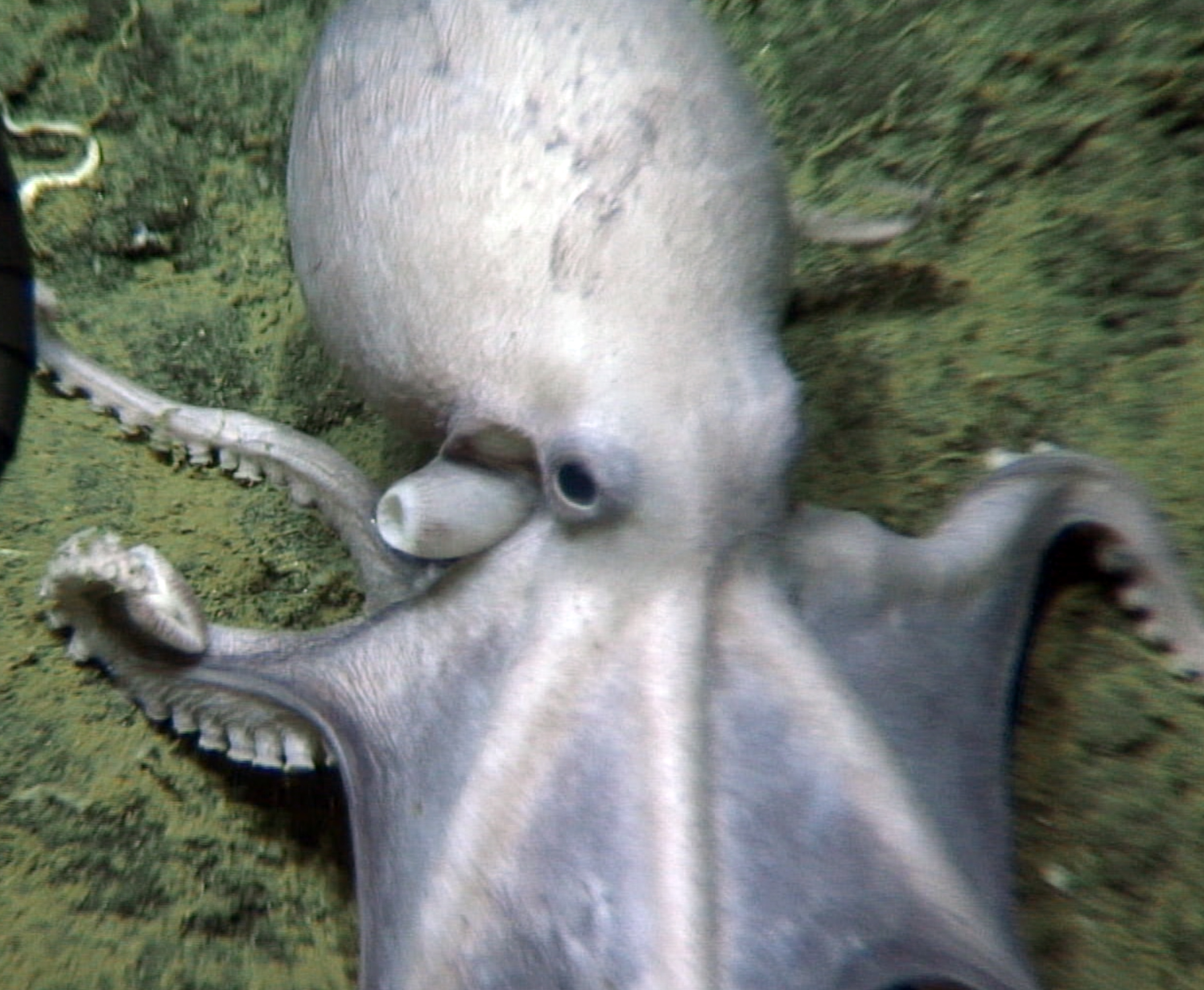 Alvin Submarine Discovers More Octopuses At Octopus Garden Simon