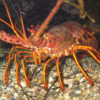 Lobster video from Pacific Grove