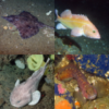 MBNMS Fish Species Inventory: new paper published