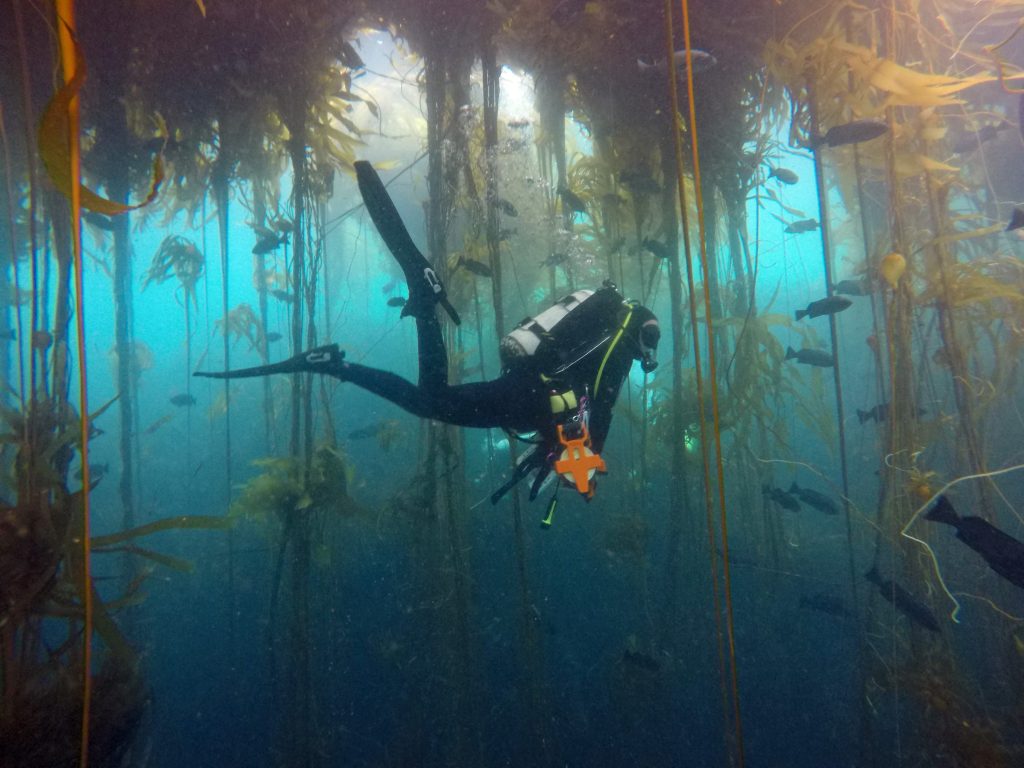 terra nil kelp forest