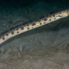 Rare Pacific Snake Eel spotted in Monterey Bay