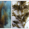Seaweed invades Monterey Breakwater