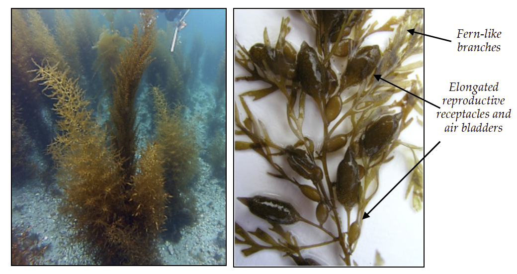 Sargassum edible 2024