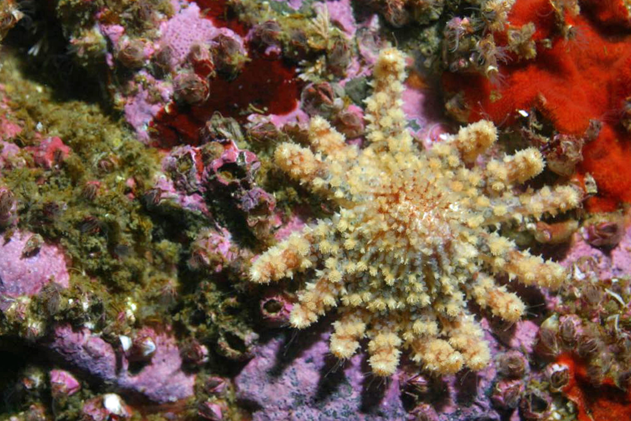 Iconic Sunflower Star Listed Critically Endangered by IUCN – SIMoN