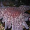 Iconic Sunflower Star Listed Critically Endangered by IUCN