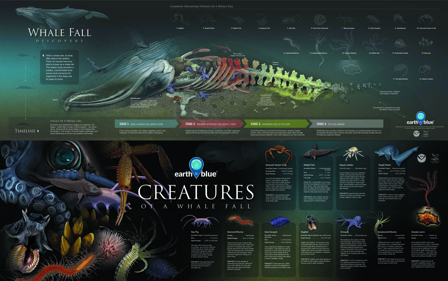 Beautiful Whale Fall Posters Now Available SIMoN