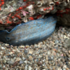 Debris flows bury endangered black abalone