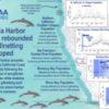 California Harbor Porpoises Rebound After Coastal Gillnetting Stopped