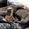 New study links cancer in sea lions to exposure to persistent contaminants and disease