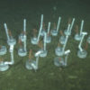 Deep-sea coral investigations at Sur Ridge