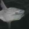 Join crowd-sourcing project on sunfish distribution in NE Pacific