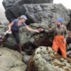 Black abalone returned to Big Sur coastline after winter rescue
