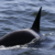 Critical habitat for endangered Southern Resident killer whales expanded