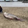 Prickly shark beached at Moss Landing