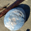 Gumboot chitons washed ashore