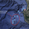 Dozens of Guadalupe Fur Seals seen offshore of Monterey Bay