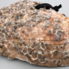 Native oyster restoration at Elkhorn Slough through aquaculture