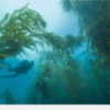 MPAs benefit SCUBA divers