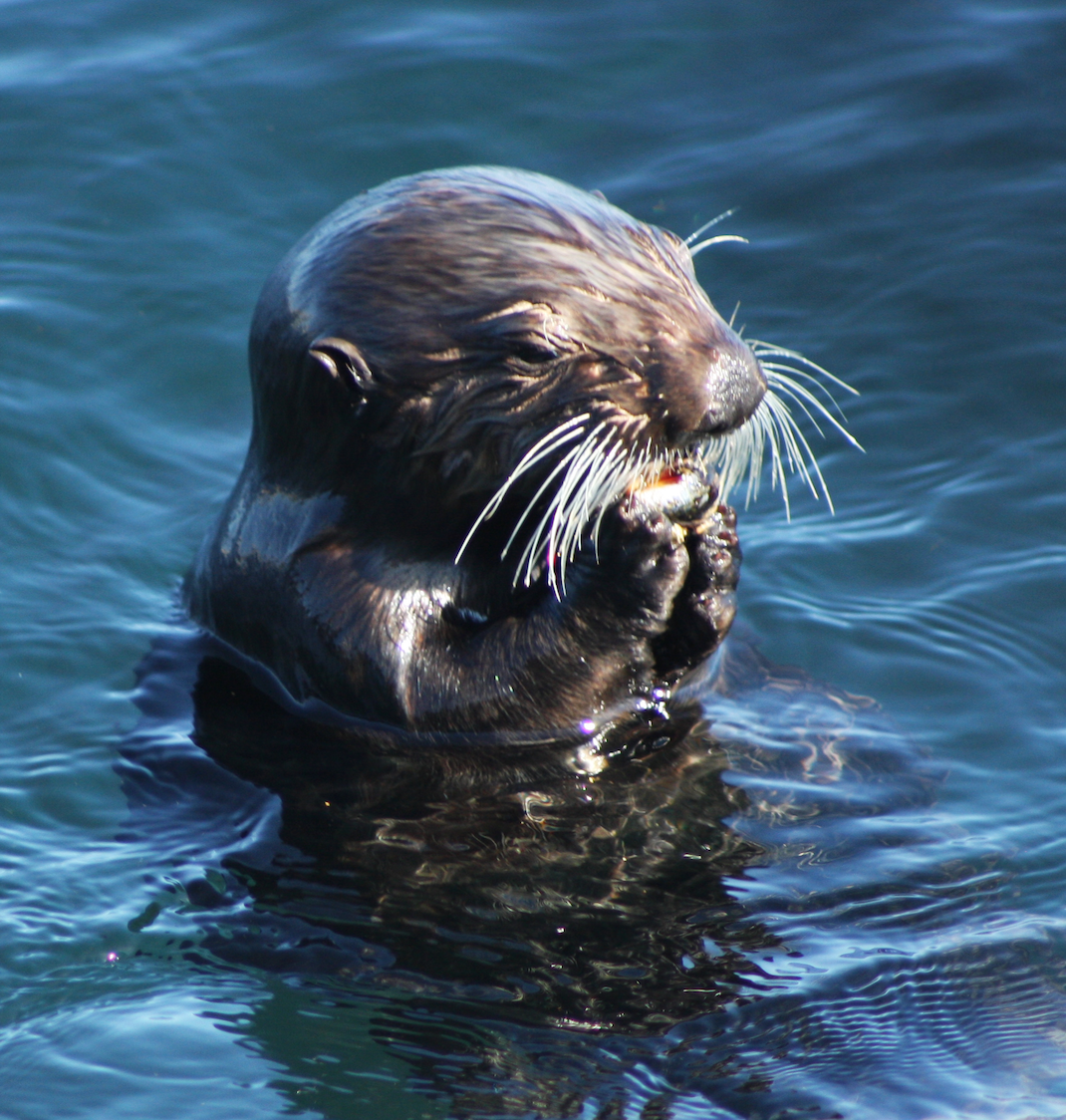 Sea otters play role in protecting salt marsh habitat